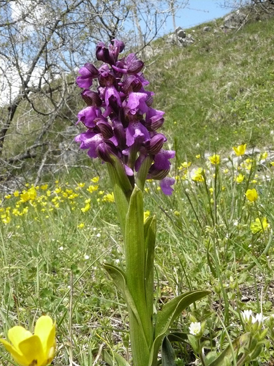 Orchis morio